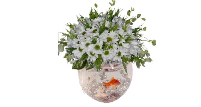 balkl aranjman gnder